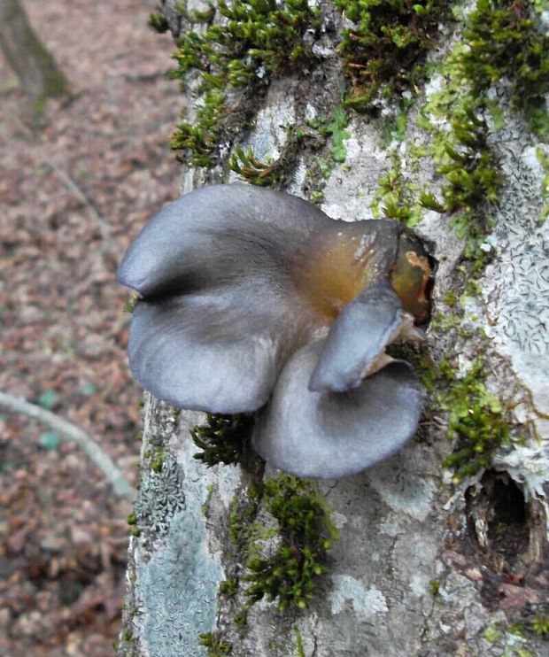 pňovka neskorá Sarcomyxa serotina (Pers.) P. Karst.