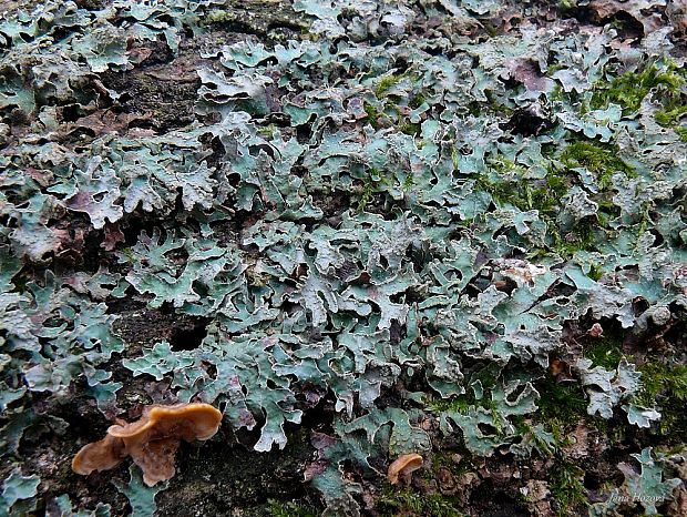 diskovka ryhovaná Parmelia sulcata Taylor