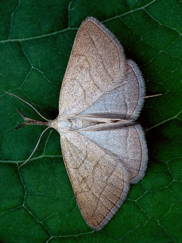 pamora hmatadlová (sk) / žlutavka dlouhonosá (cz) Polypogon tentacularia Linnaeus, 1758