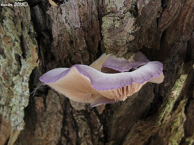 pňovka neskorá Sarcomyxa serotina (Pers.) P. Karst.