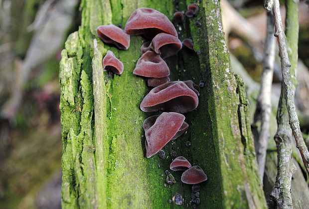 uchovec bazový Auricularia auricula-judae (Bull.) Quél.