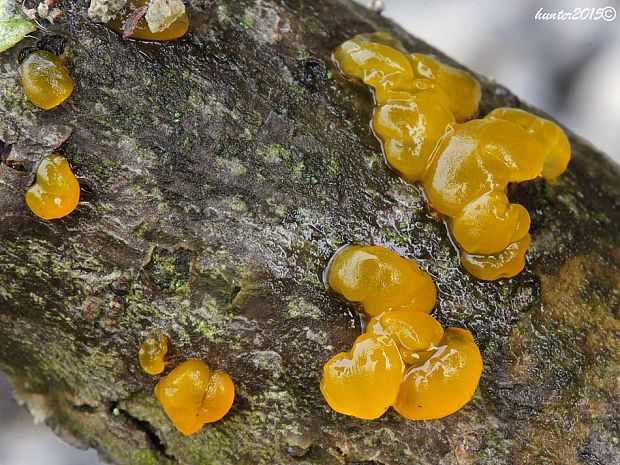 slzovec Dacrymyces sp.