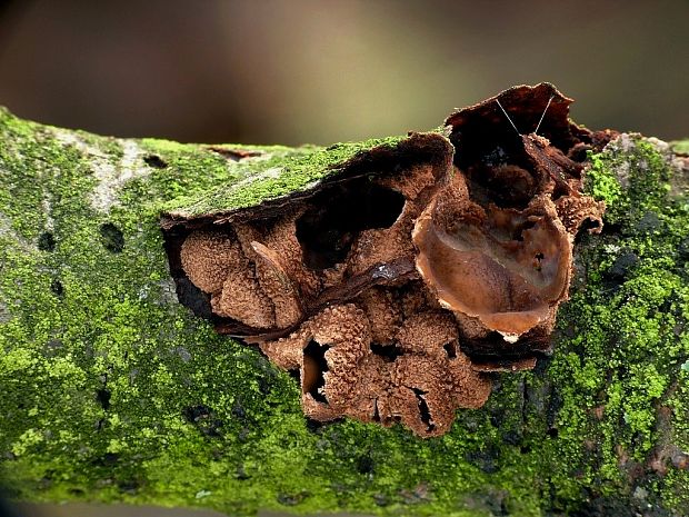 dutinovka otrubnatá Encoelia furfuracea (Roth) P. Karst.