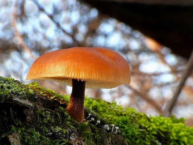 plamienka Flammulina sp.