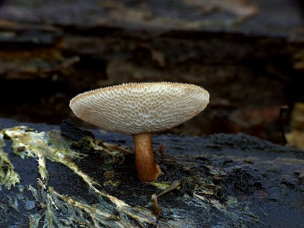 trúdnik zimný Lentinus brumalis (Pers.) Zmitr.