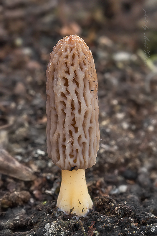 smrčok kužeľovitý Morchella conica Pers.