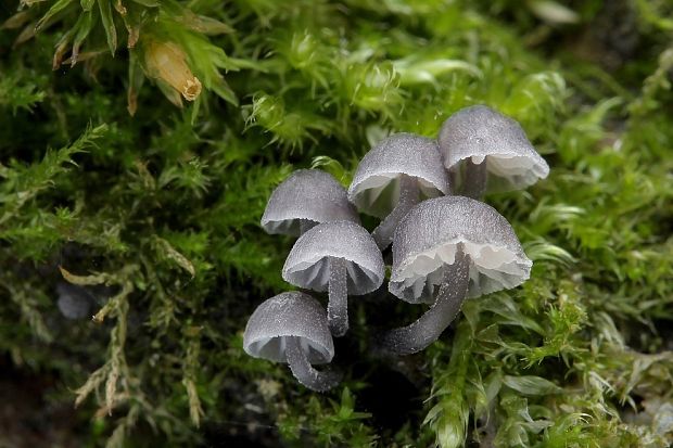 prilbička modrosivá Mycena pseudocorticola Kühner