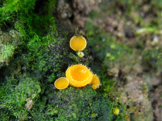 kvapka Octospora sp.