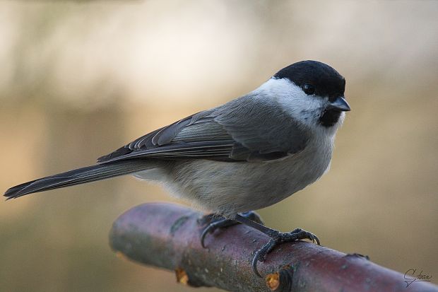 sýkorka hôrna Parus palustris