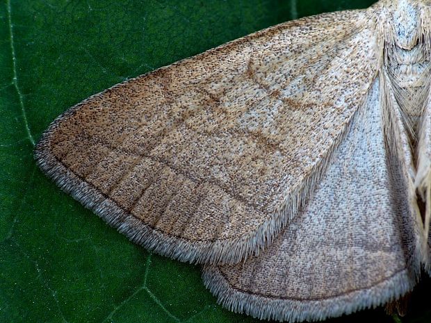 pamora hmatadlová (sk) / žlutavka dlouhonosá (cz) Polypogon tentacularia Linnaeus, 1758