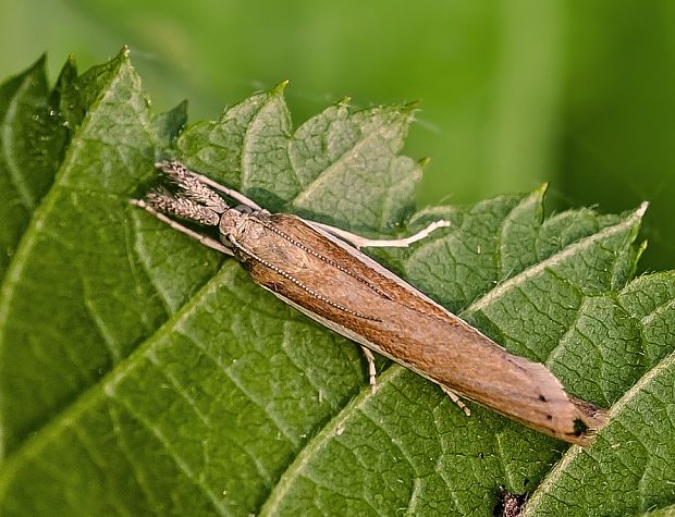 trávovec trávový Agriphila tristella