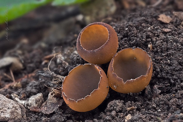 hľuznatka veternicová Dumontinia tuberosa (Bull.) L.M. Kohn