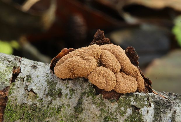 dutinovka otrubnatá Encoelia furfuracea (Roth) P. Karst.