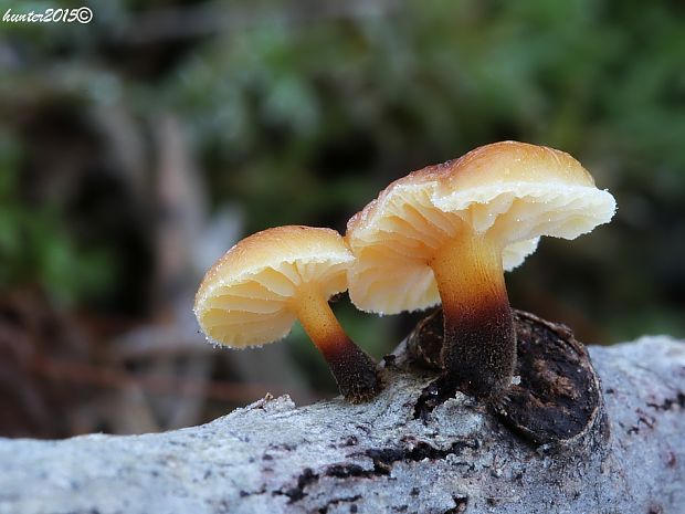 plamienka Flammulina sp.