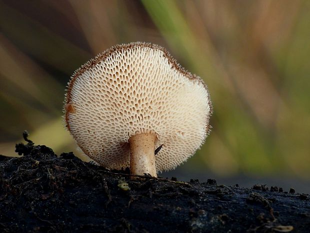 trúdnik zimný Lentinus brumalis (Pers.) Zmitr.