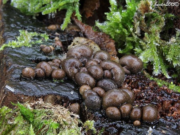 vlčinka Lycogala sp.