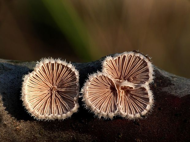 klanolupeňovka obyčajná Schizophyllum commune Fr.