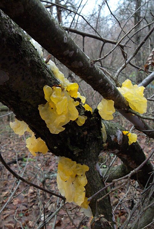 rôsolovka zlatožltá Tremella mesenterica Retz.