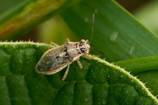 vroubenkovka (CZ) Brachycarenus tigrinus