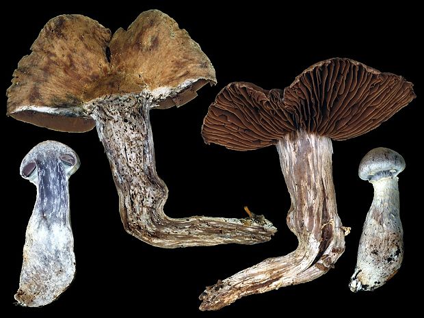 pavučinovec prstencový Cortinarius torvus (Fr.) Fr.