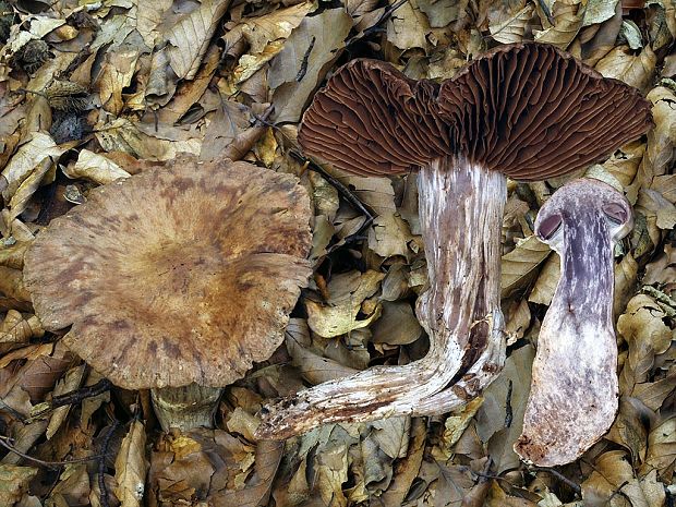 pavučinovec prstencový Cortinarius torvus (Fr.) Fr.