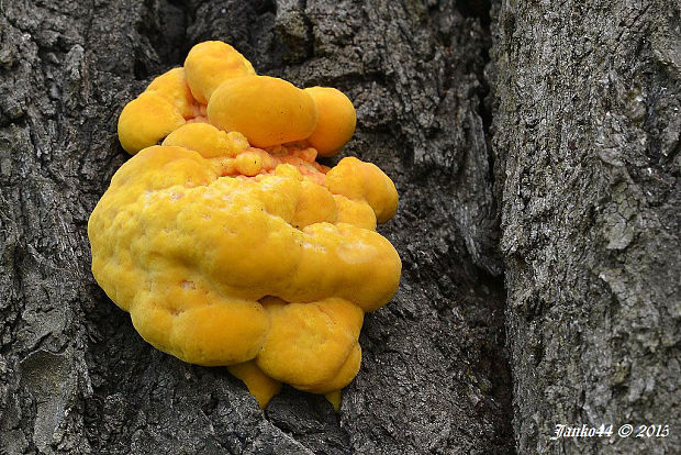 sírovec obyčajný Laetiporus sulphureus (Bull.) Murrill