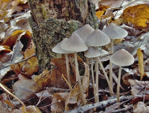 prilbička Mycena sp.