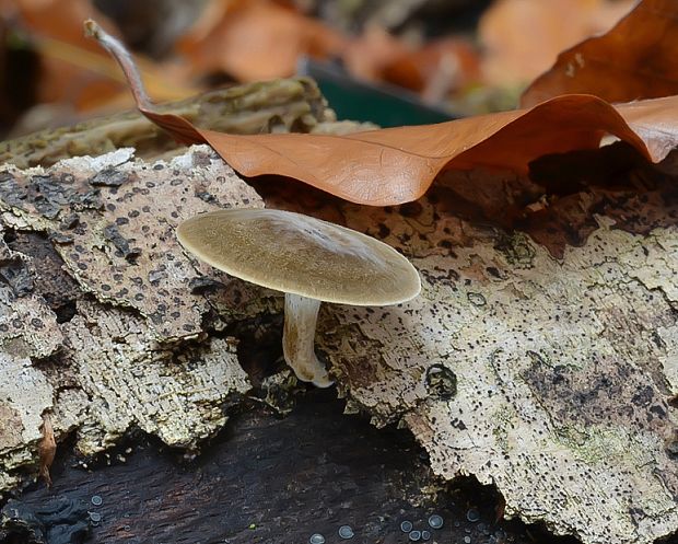 smeťovička hnedoolivová Simocybe centunculus (Fr.) P. Karst