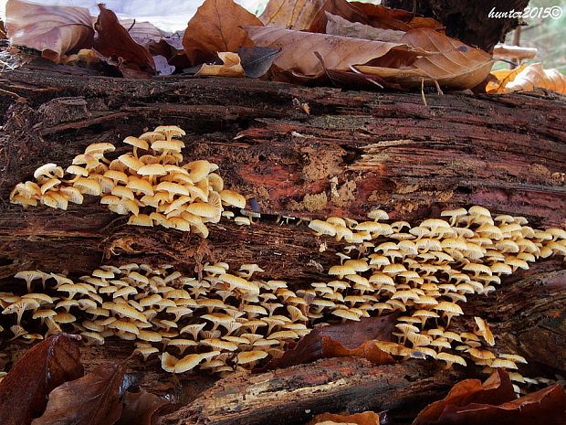 tanečnička zvončekovitá Xeromphalina campanella (Batsch) Maire