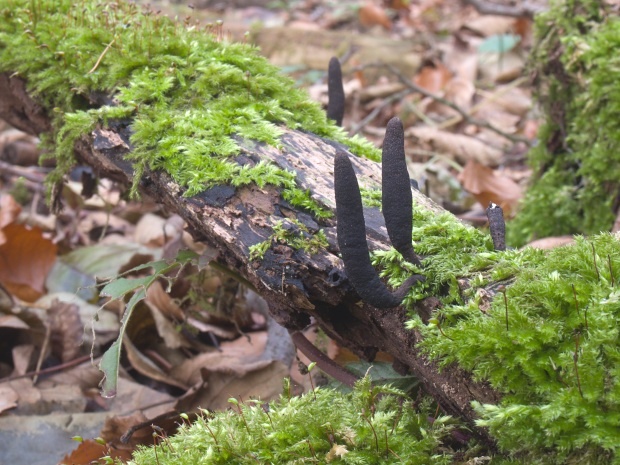 drevnatec štíhly Xylaria longipes Nitschke