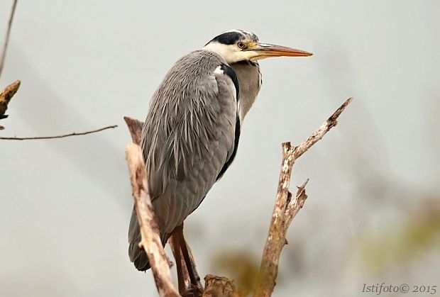 volavka popolavá Ardea cinerea