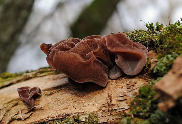 uchovec bazový Auricularia auricula-judae (Bull.) Quél.