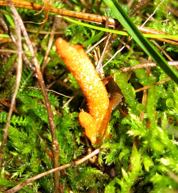 žezlovka hmyzová Cordyceps militaris (Fr.) Link