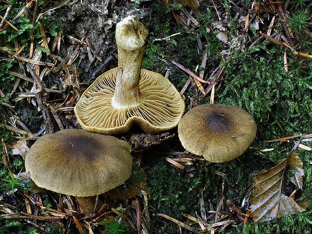 pavučinovec tajomný Cortinarius clandestinus Kauffman