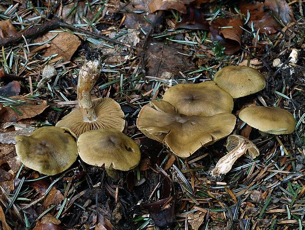 pavučinovec tajomný Cortinarius clandestinus Kauffman