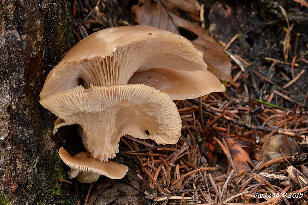 hliva dubová Pleurotus dryinus (Pers.) P. Kumm.