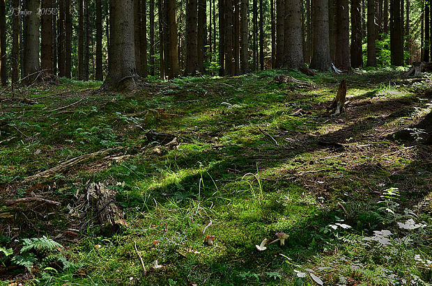 plávka lepkavá Russula viscida Kudrna Russula viscida HABITAT