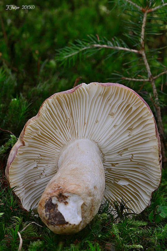 plávka lepkavá Russula viscida Kudrna