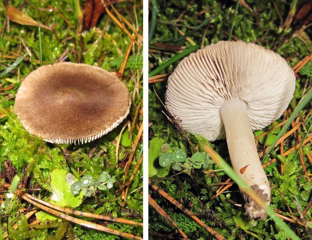 čírovka zemná Tricholoma terreum (Schaeff.) P. Kumm.