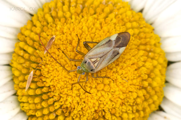 bzdôška lucernová Adelphocoris lineolatus