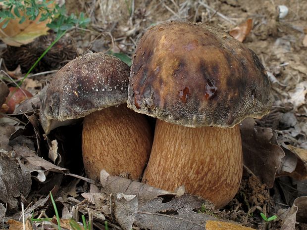 hríb bronzový Boletus aereus Bull. ex Fr.