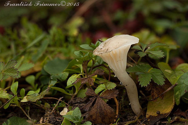 lúčnica snehobiela Cuphophyllus virgineus (Wulfen) Kovalenko