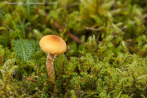 zrnivka okrová Cystoderma amianthinum (Scop.) Fayod