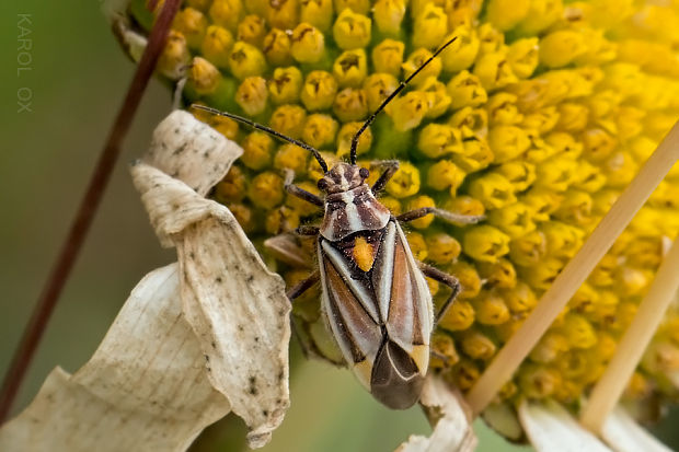 bzdôška Horistus orientalis