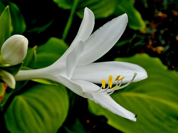 hosta Hosta sp.