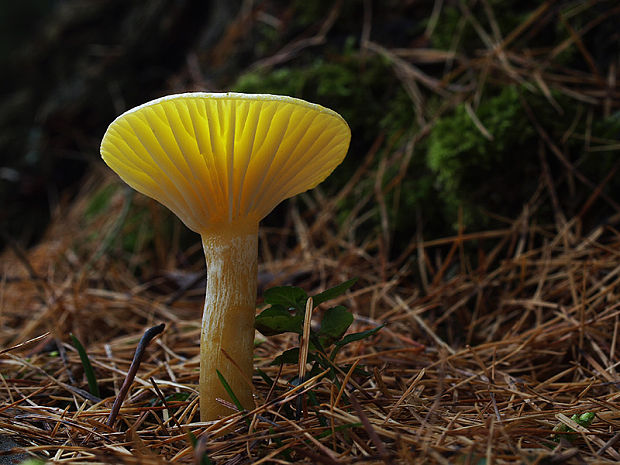 šťavnačka smrekovcová Hygrophorus lucorum Kalchbr.