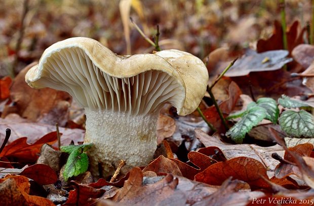 šťavnačka Persoonova Hygrophorus persoonii Arnolds