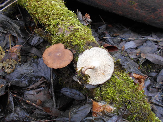 trúdnik zimný Lentinus brumalis (Pers.) Zmitr.