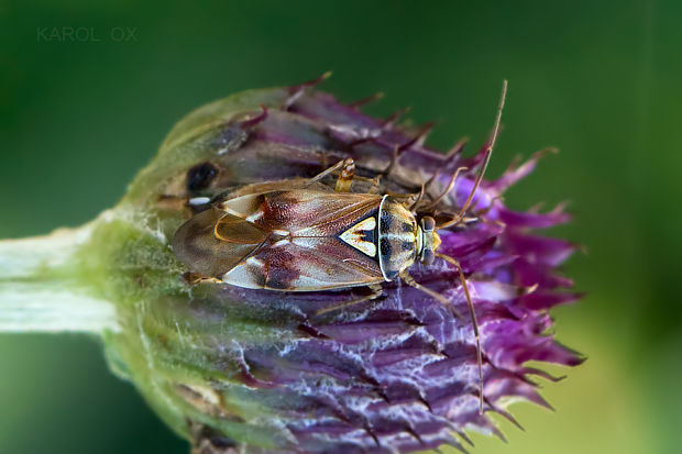 bzdôška červenkastá Lygus pratensis (cf.)