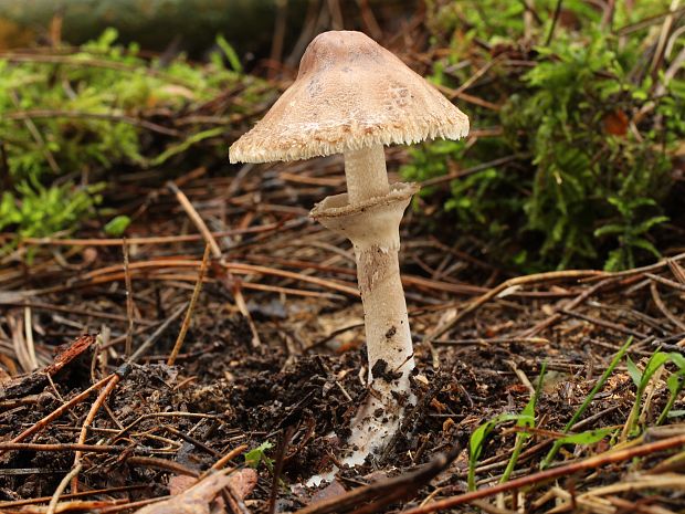 bedľa Macrolepiota sp.